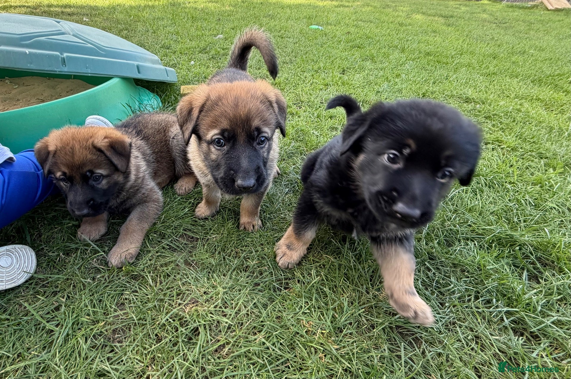 Mixed Breed dogs Belgian Malinois x German Shepherd Puppies - Advert 1