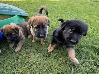 Mixed Breed dogs Belgian Malinois x German Shepherd Puppies - Advert 1