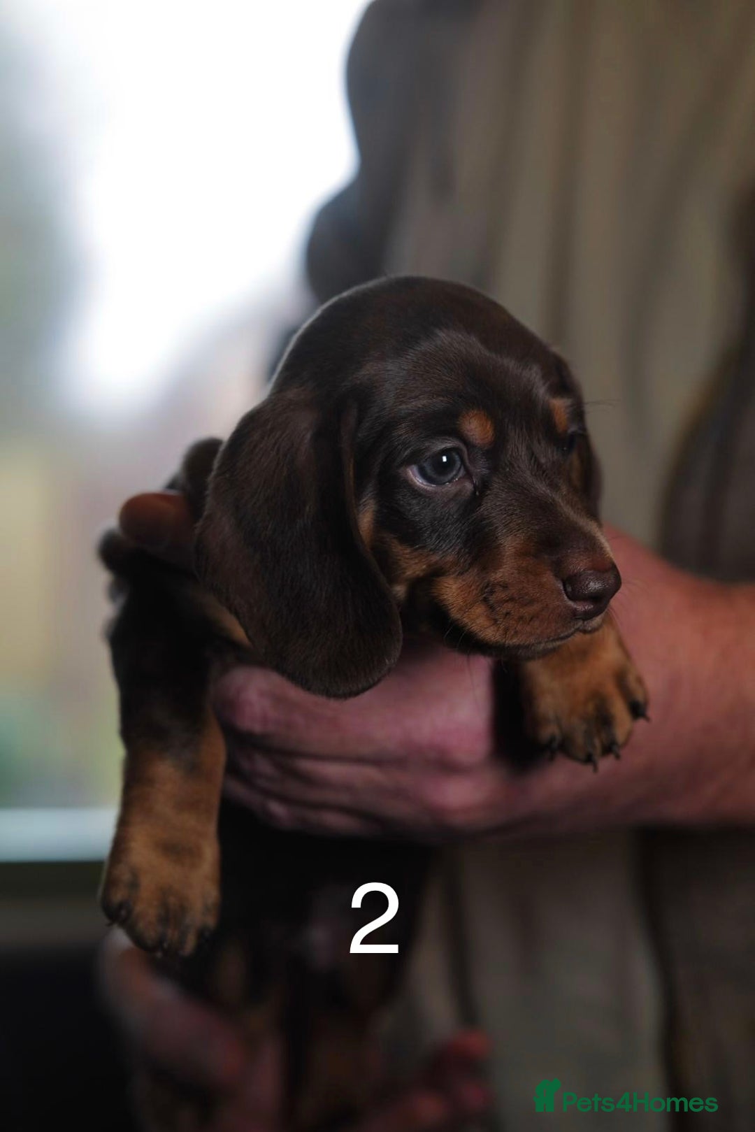 Miniature Dachshund dogs for sale: Adorable KC Registered Miniature Dachshund Puppies - Advert 5