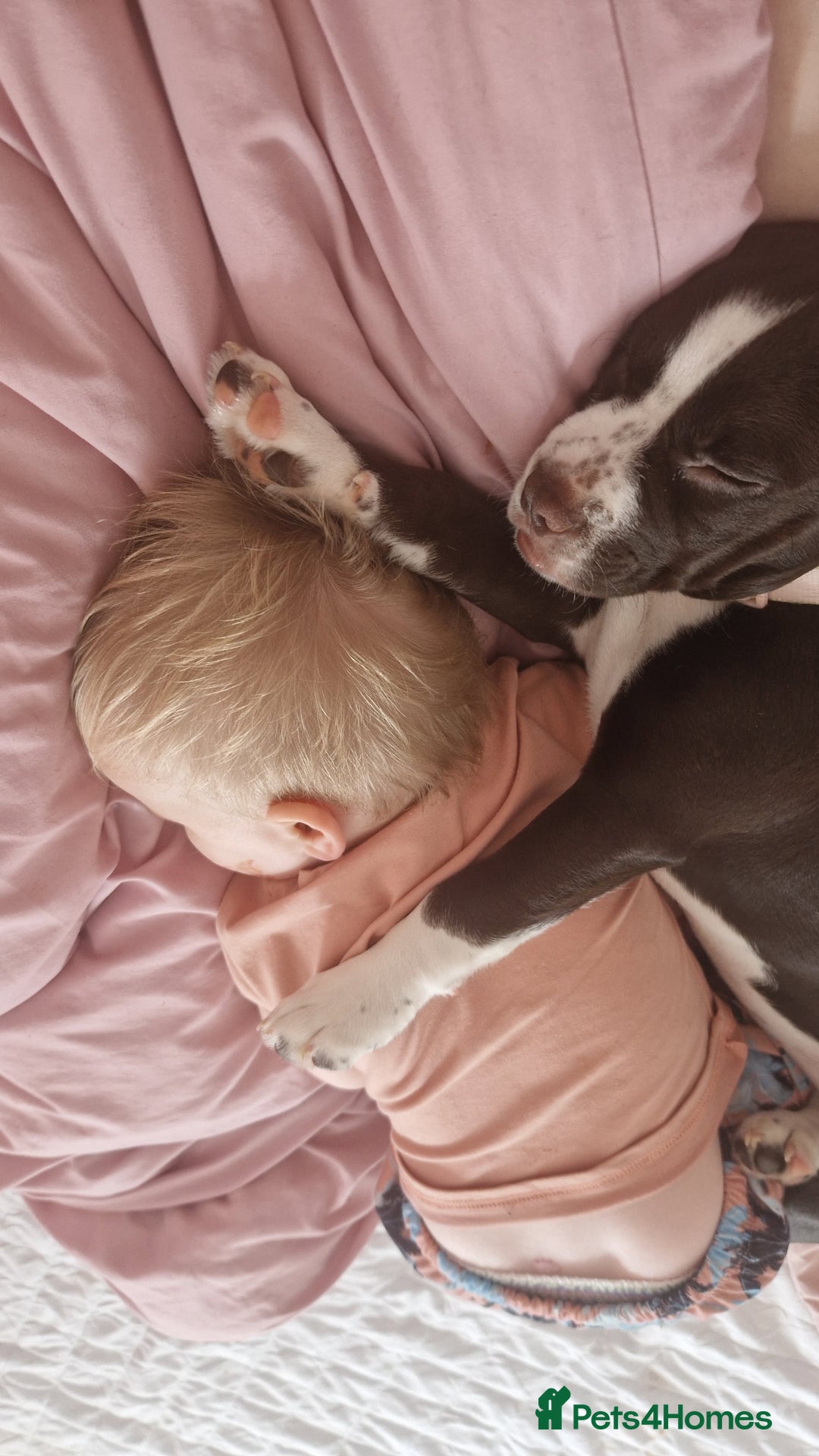 Mixed Breed dogs for sale: Tilly springer spanielX bulldog  - Advert 2