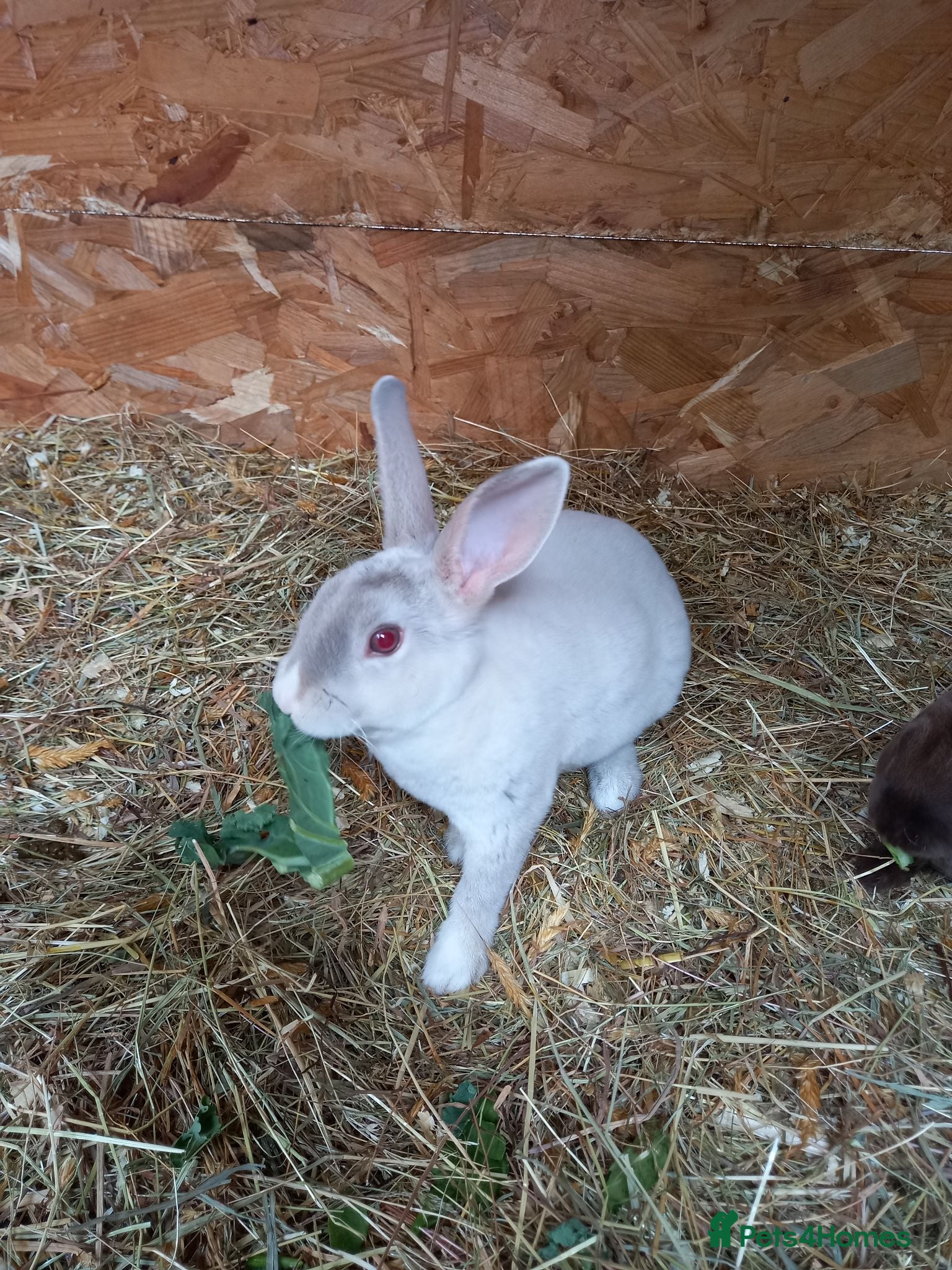 Rex rabbits Beautiful mini rex babies - Advert 2