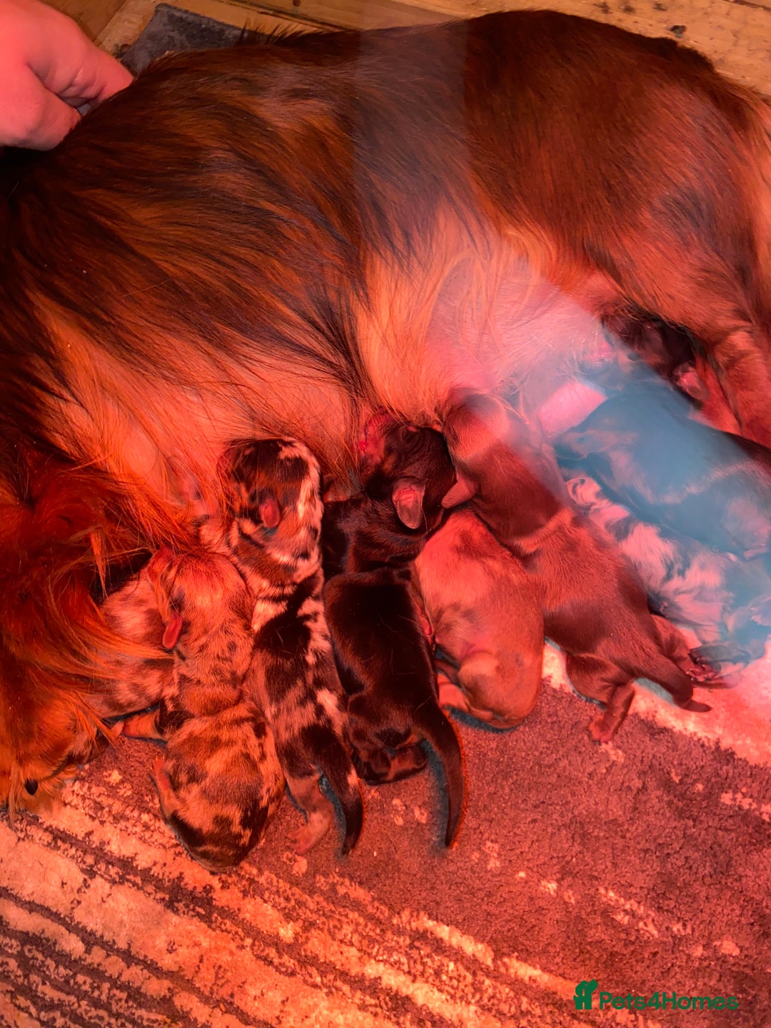 Dachshund dogs for sale: 2 Beautiful dachshunds left!!! - Advert 2