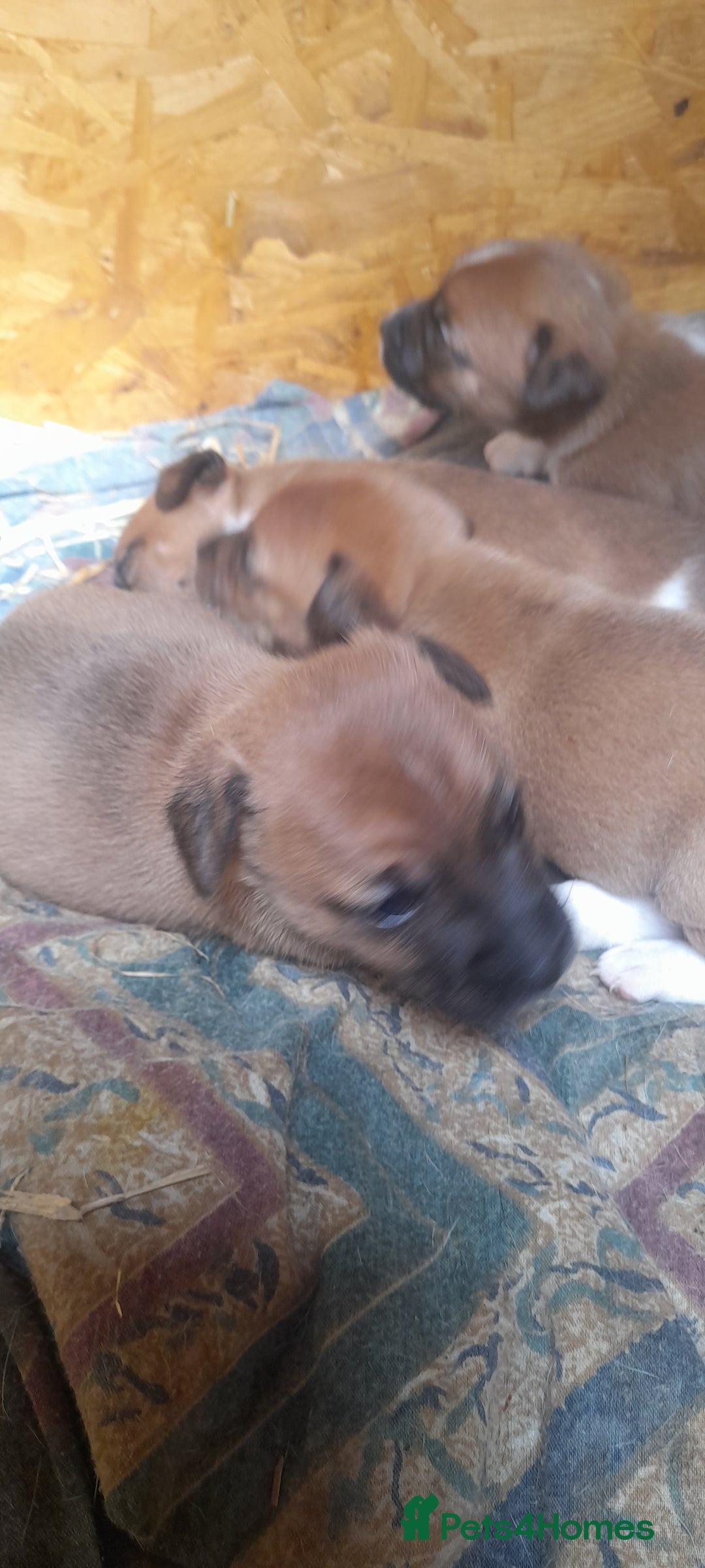 Plummer Terrier dogs for sale: Plummer terrier puppies  - Image 5