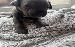Cane Corso dogs for sale: Cane corsos puppies  - Advert 13