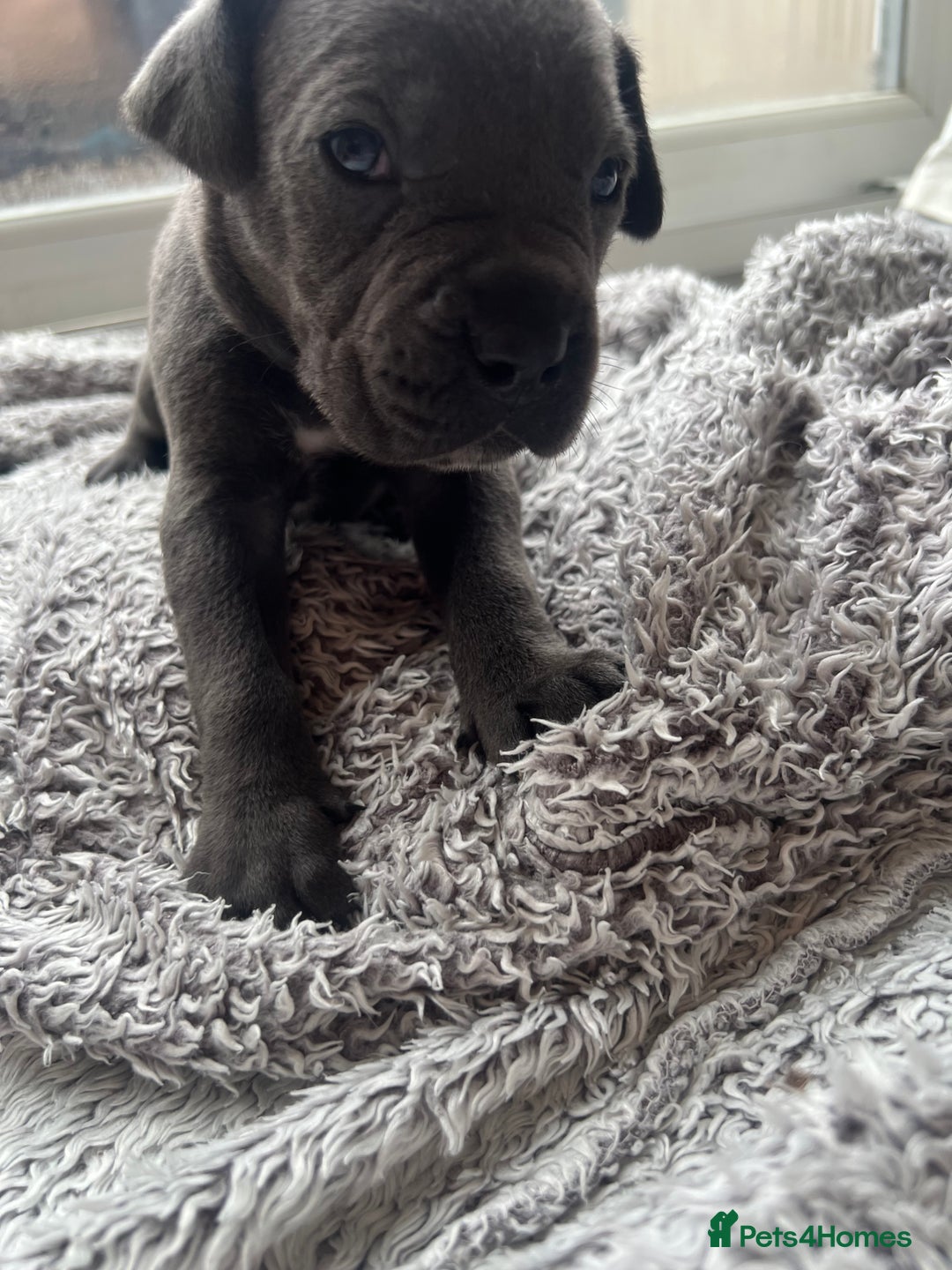 Cane Corso dogs for sale: Cane corsos puppies  - Advert 13