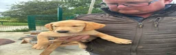 Labrador Retriever dogs for sale: Five Star Council Registered Breeders litter - Advert 3