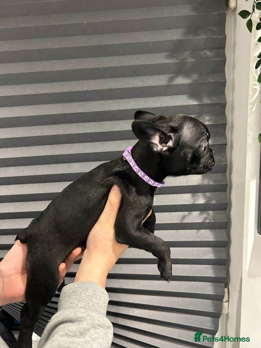 French Bulldog dogs for sale: French Bulldog Puppies for sale  - Advert 18