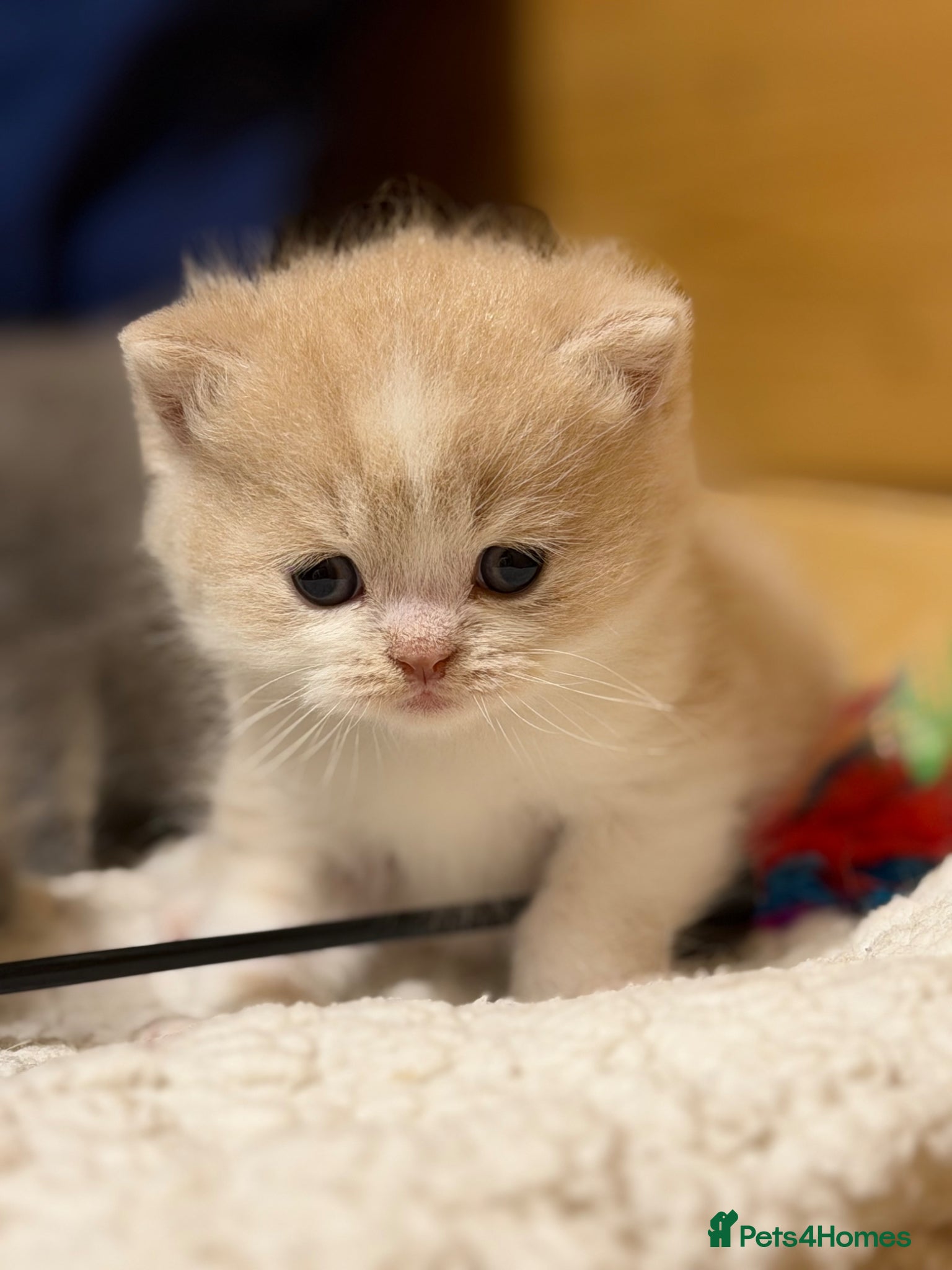 British Shorthair cats for sale: Beautiful British Shorthair kittens available  - Advert 3