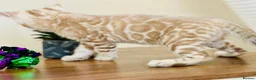 Bengal cats for sale: ⭐⭐⭐ Pedigree Bengal TICA registered Kittens ⭐⭐⭐ - Advert 21