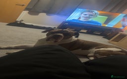 Mixed Breed dogs for sale: Bronx 8yr old alapha blue blood x - Image 3