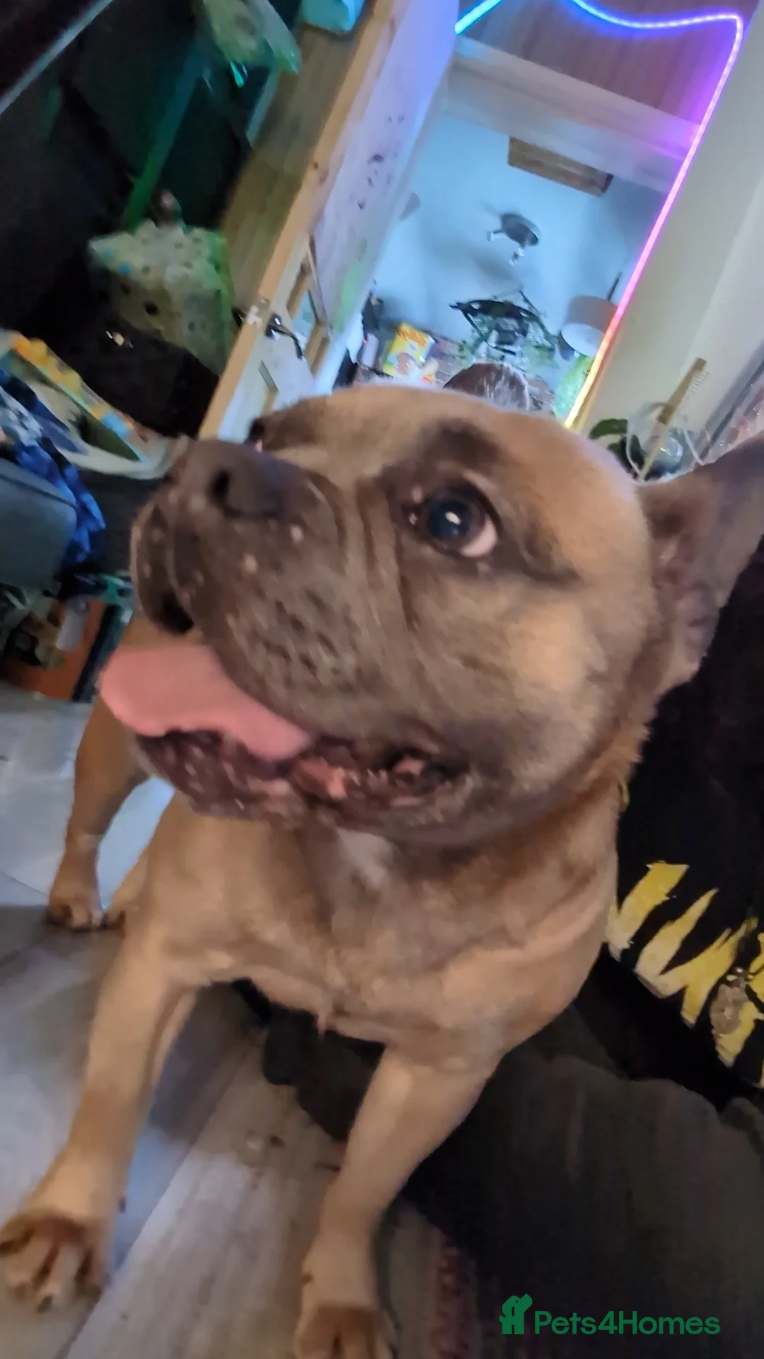Mixed Breed dogs for sale: Lexi French Bulldog female 1 year old - Advert 3