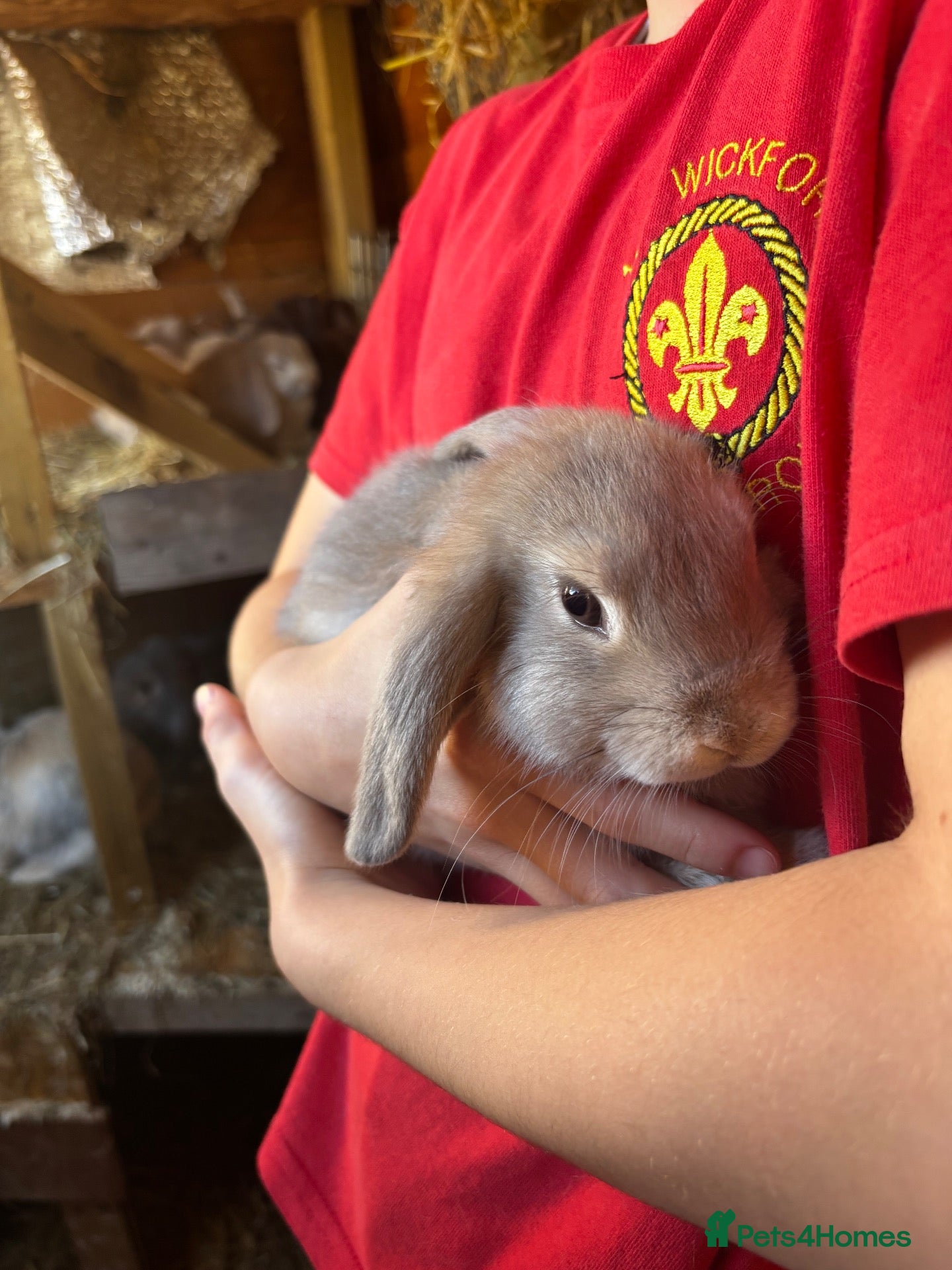 Mini Lop rabbits Mini lop - Advert 2