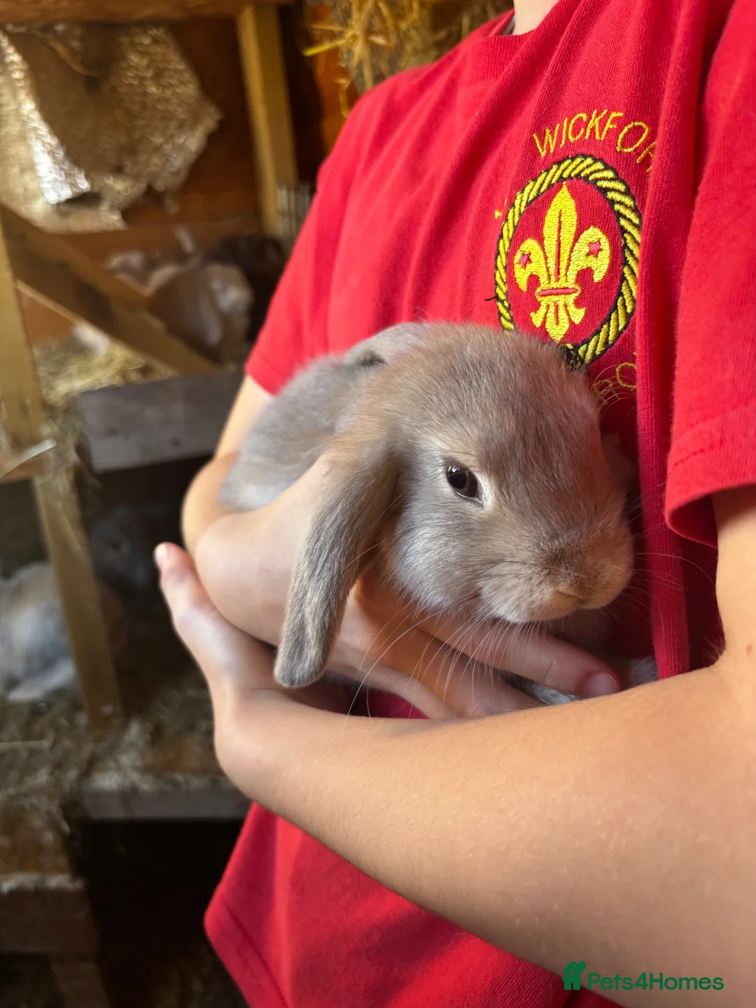 Mini Lop rabbits for sale: Mini lop in Wickford - Advert 2