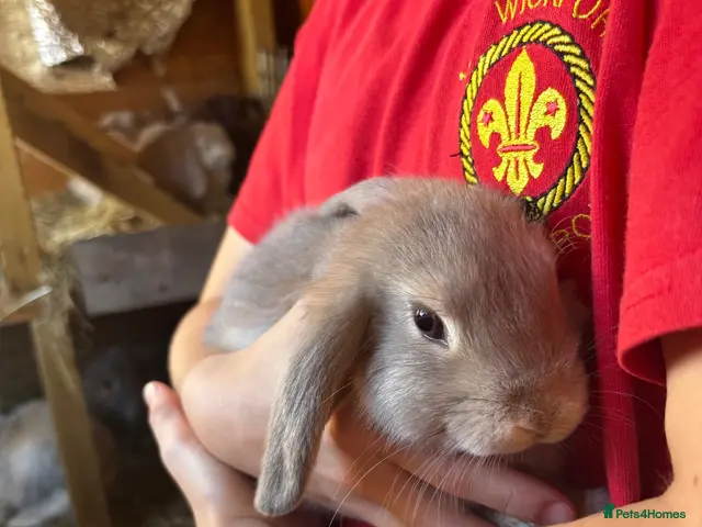 Mini Lop rabbits for sale: Mini lop - Advert 2