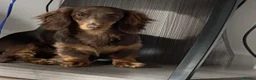 Miniature Dachshund dogs for stud: KC Long haired chocolate and tan stud boy - Advert 3