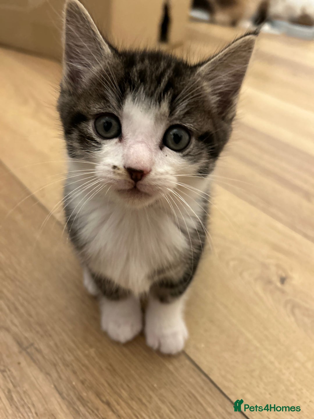 Maine Coon cats for sale: Ragcoon polydactyl kittens - Image 32