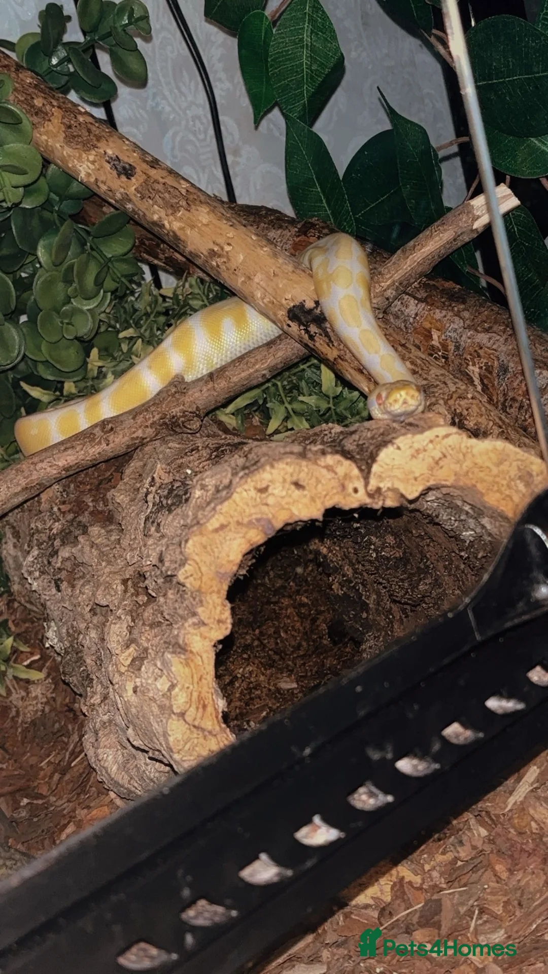 Boa Snake reptiles for sale: Morph albino ball python  - Advert 2