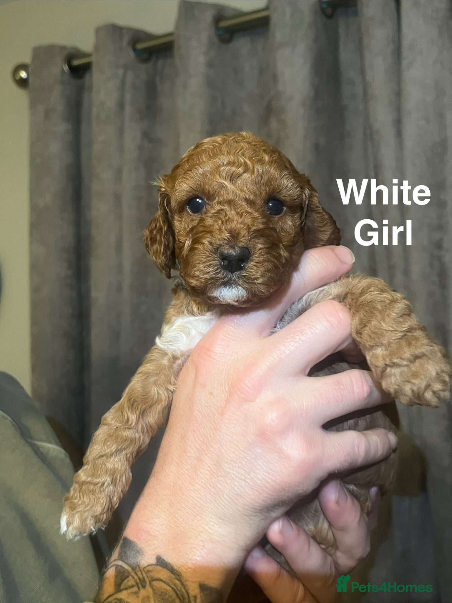 Cockapoo dogs 7 Miniature cockapoos  - Advert 1