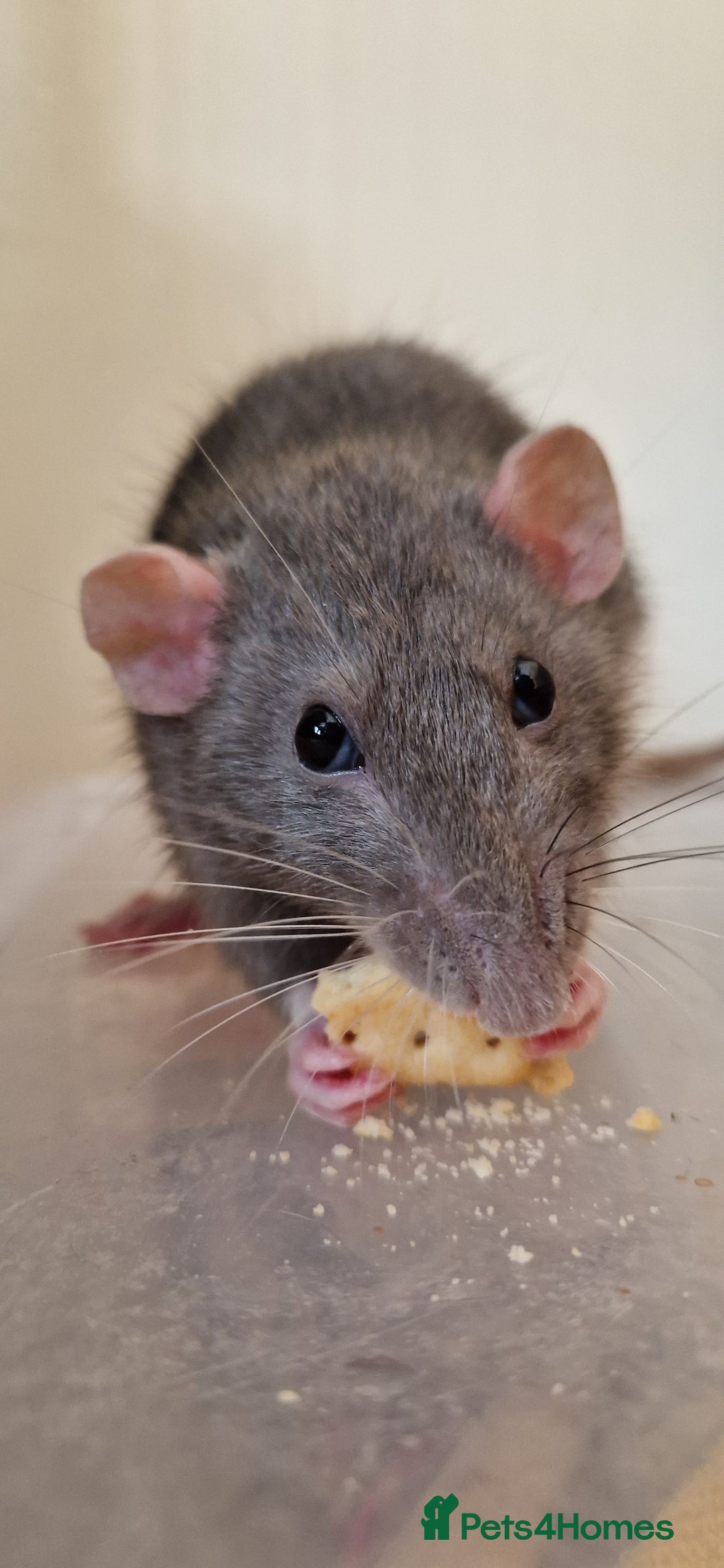 Rat rodents for sale: Female rat needing new friends  - Advert 4