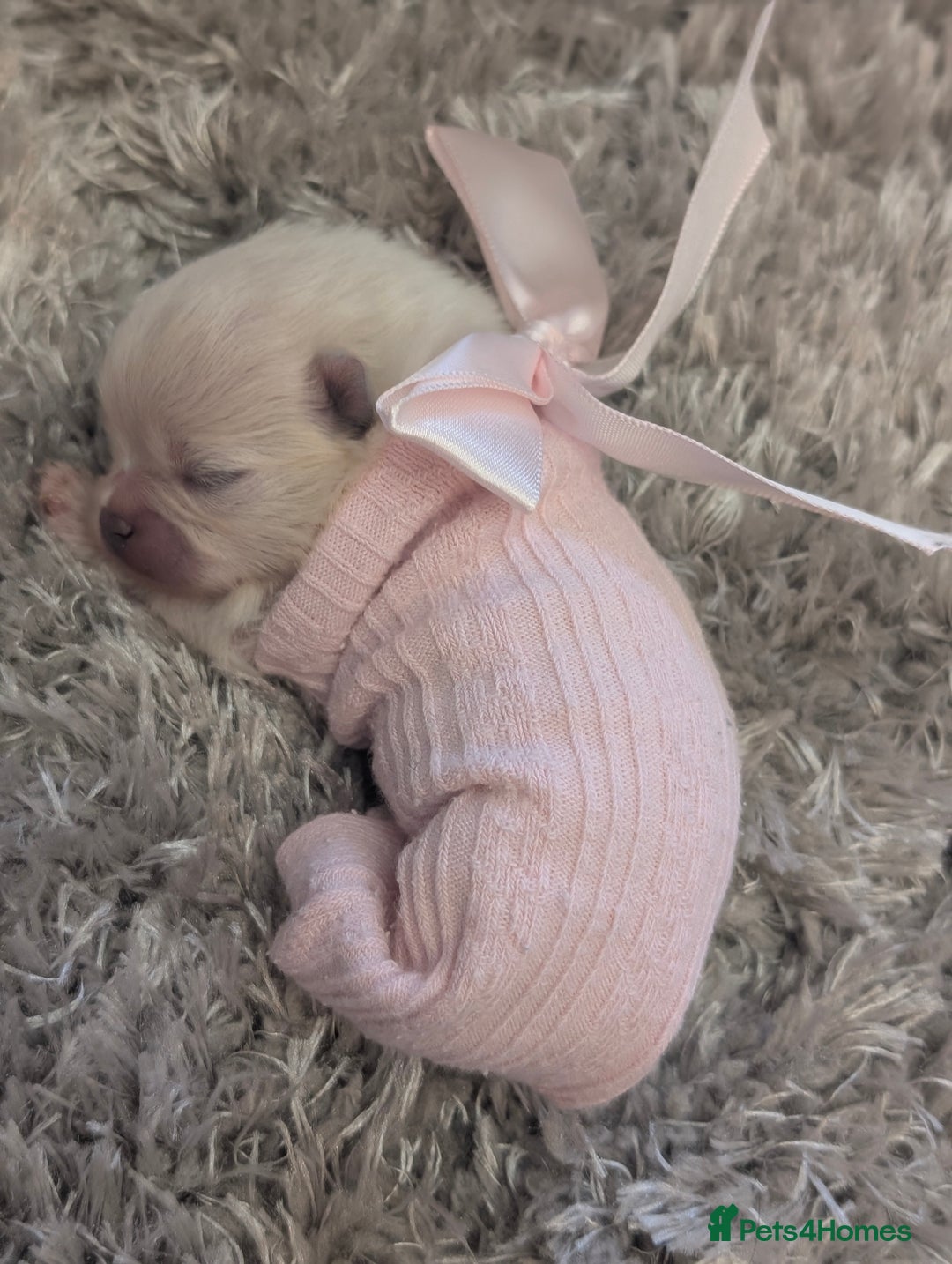 Pomeranian dogs for sale: Beautiful tiny Pomeranian girls  ONE LEFT  - Advert 19