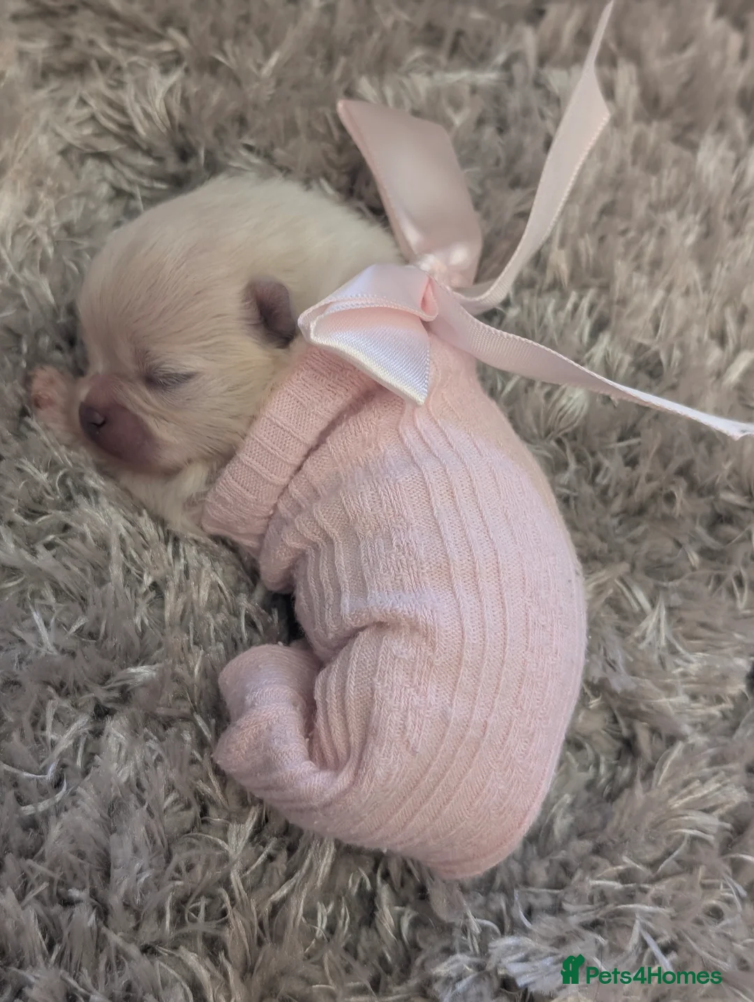 Pomeranian dogs for sale: Beautiful tiny Pomeranian girls  ONE LEFT  - Advert 20