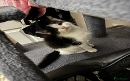 Mixed Breed cats for sale: Adorable Kittens  - Image 1