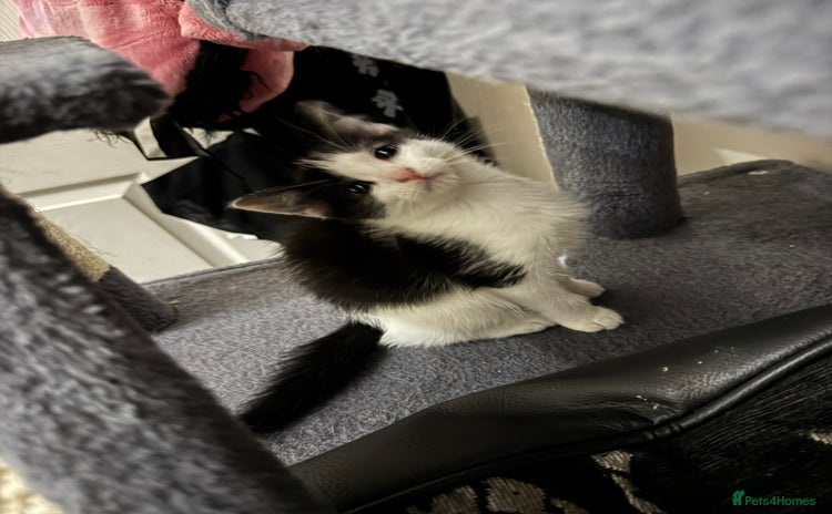 Mixed Breed cats - Advert 3