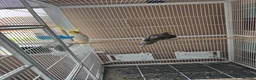 Cockatiels birds for sale: Pair of cockatiels with large flight cage  - Advert 3