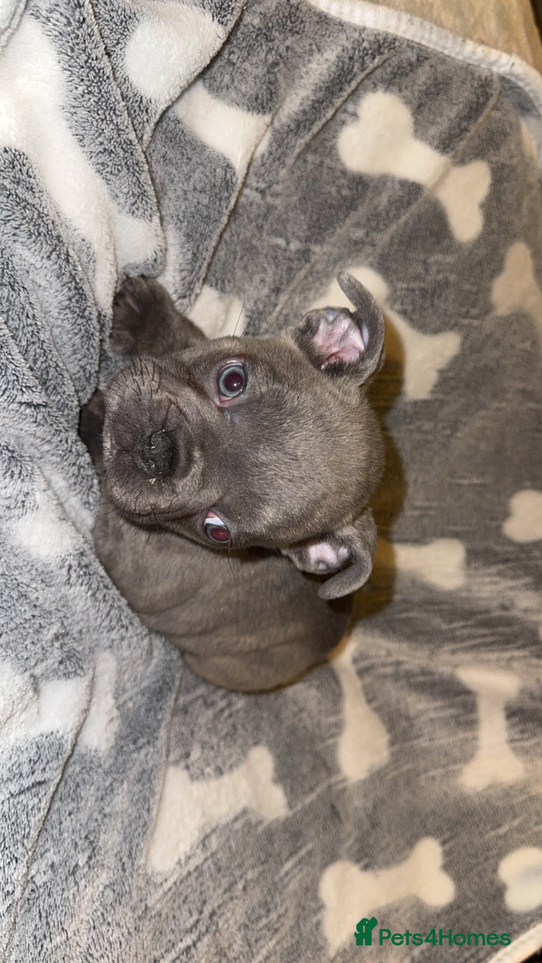 French Bulldog dogs French bulldog puppies  - Advert 14