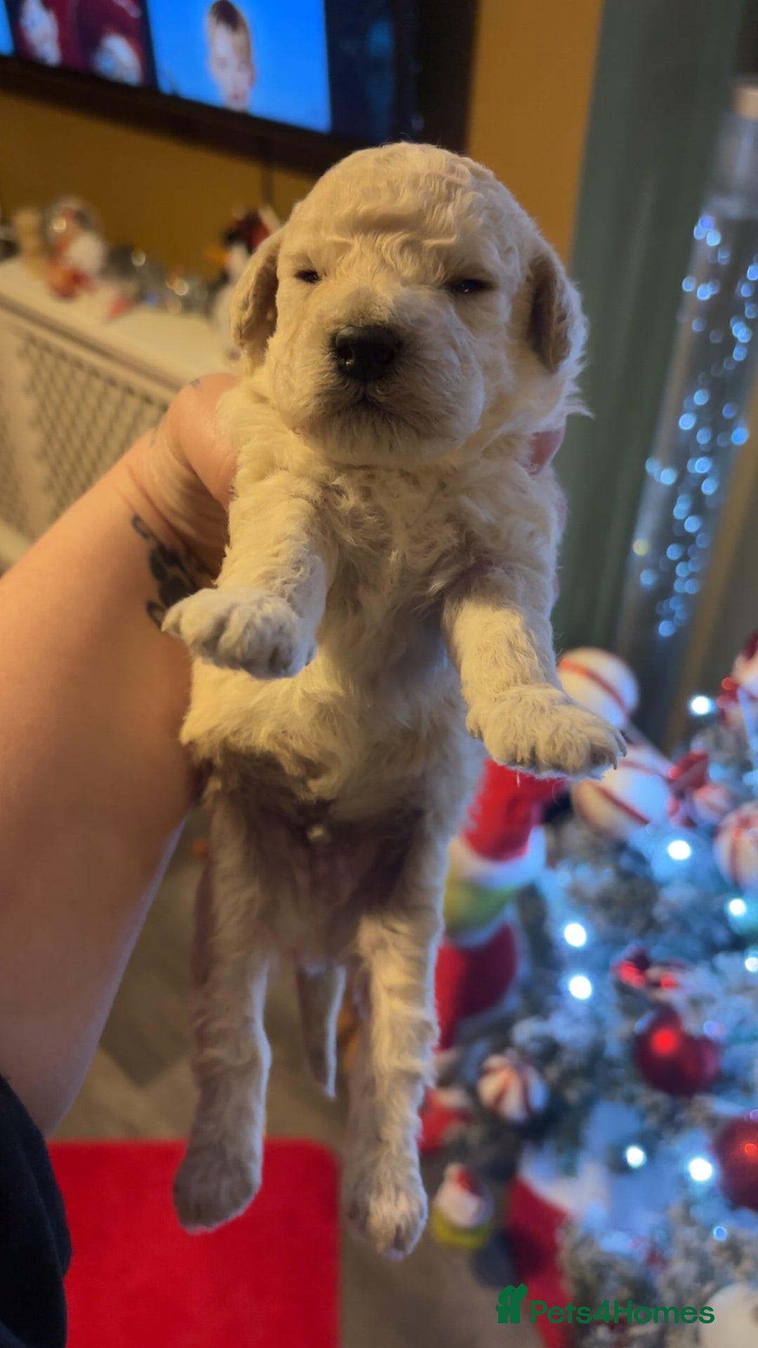 Miniature Poodle dogs for sale: Poodle puppies - Advert 7