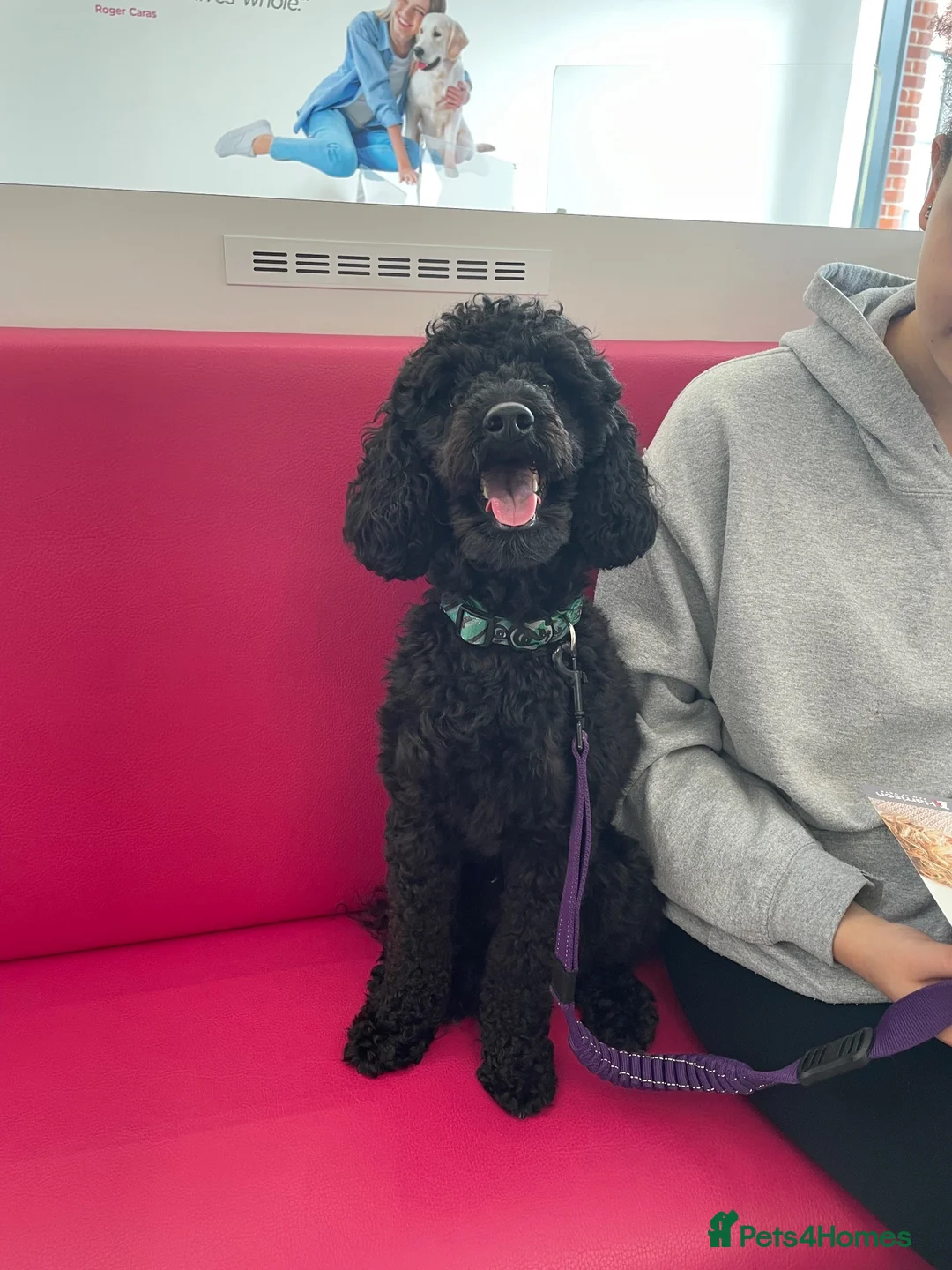 Miniature Poodle dogs for sale: Miniature poodle - Advert 7