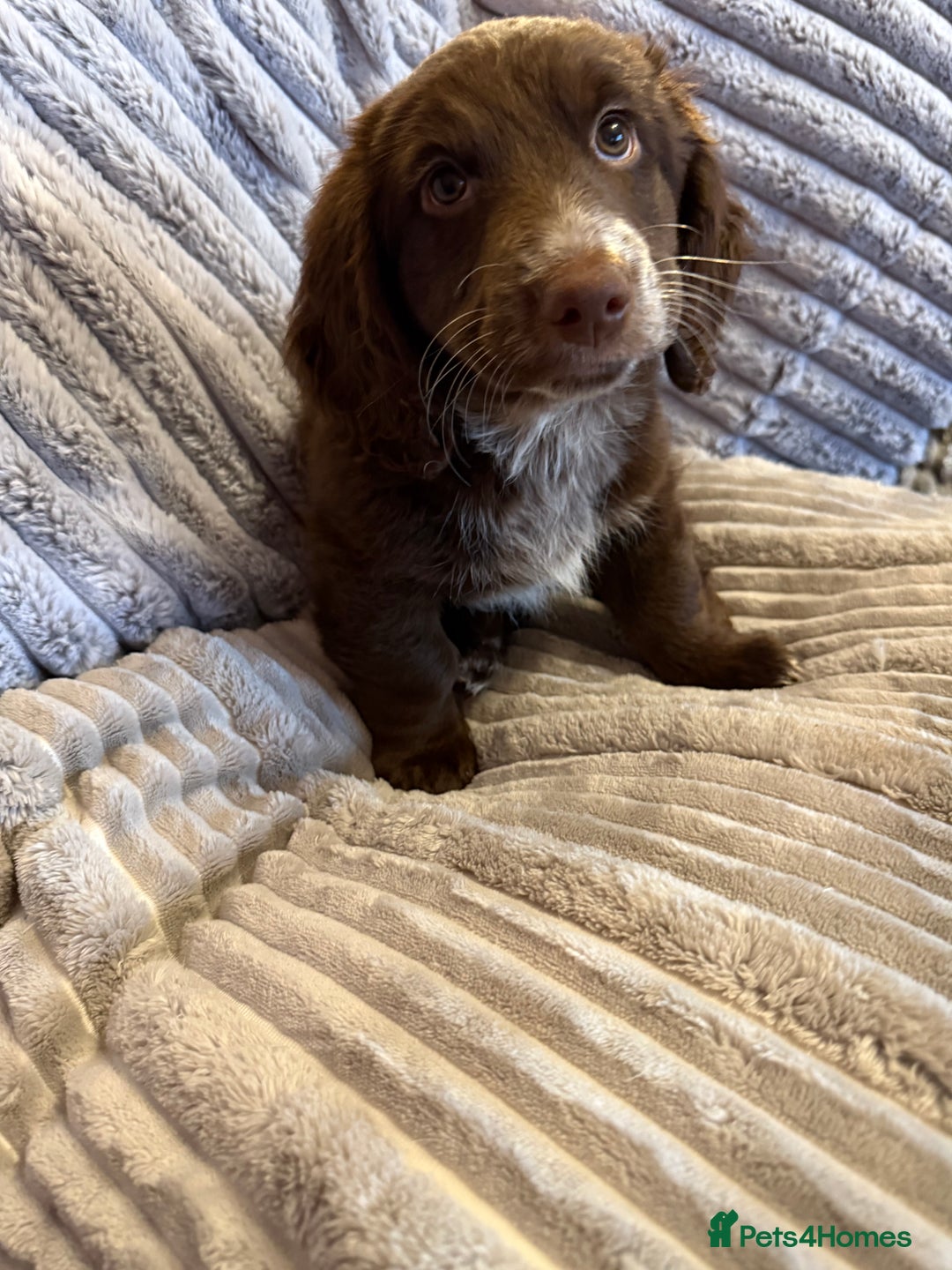 Mixed Breed dogs for sale: Doxie puppies  - Advert 23