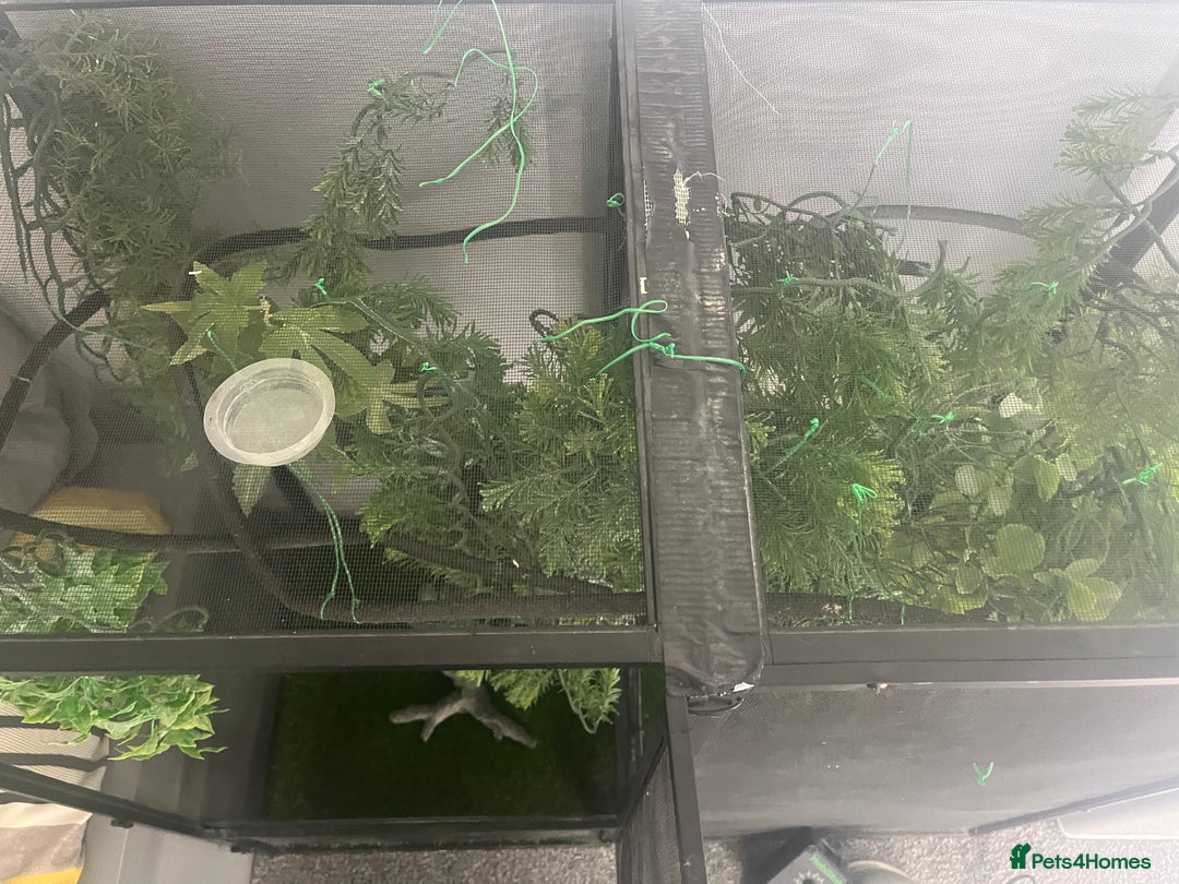 Chameleon reptiles for sale: Open air Viv chameleon  (chameleon not included) - Image 2