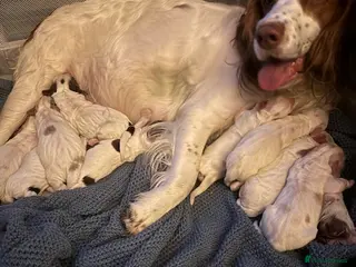 English Springer Spaniel dogs Springer Spaniel Puppies - Advert 5