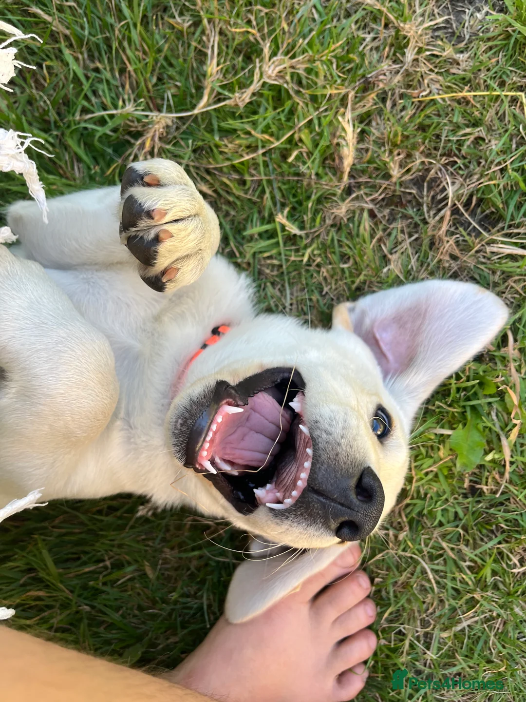 Labrador Retriever dogs for sale: Welcome Anjola, 9-month old Labrador, to your home - Advert 14