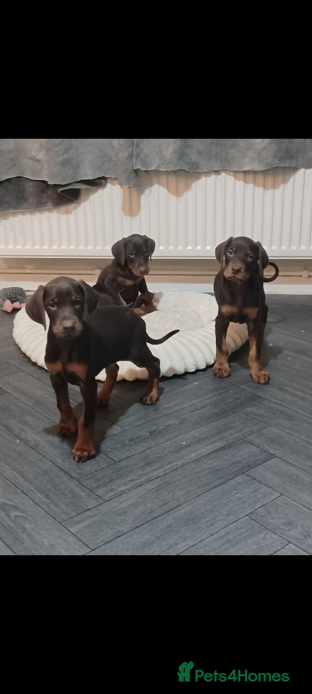 Dobermann dogs for sale: Beutifull doberman puppies  - Advert 5