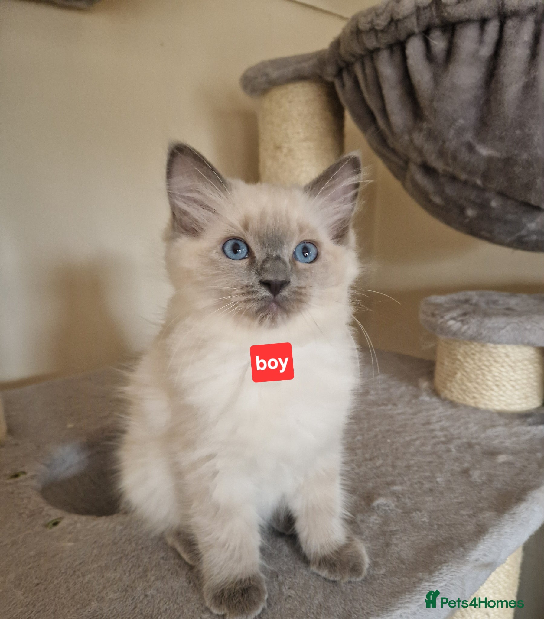 Ragdoll cats Ragdoll boy - Advert 2
