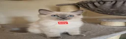Ragdoll cats for sale: Girl and boy ragdolls - Advert 3