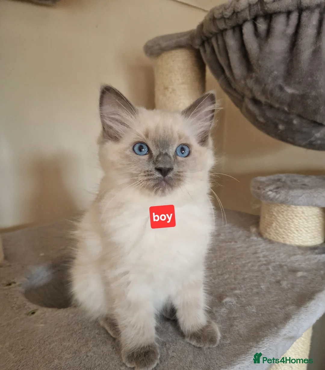 Ragdoll cats for sale: Girl and boy ragdolls - Advert 3