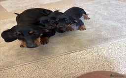 Dachshund dogs for sale: ❤️ Dashound ❤️  - Image 3