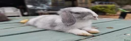 Mixed Breed rabbits for sale: Mixed breed £70 each - Advert 14