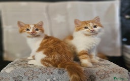 British Shorthair cats for sale: Ginger and white kittens  - Image 5