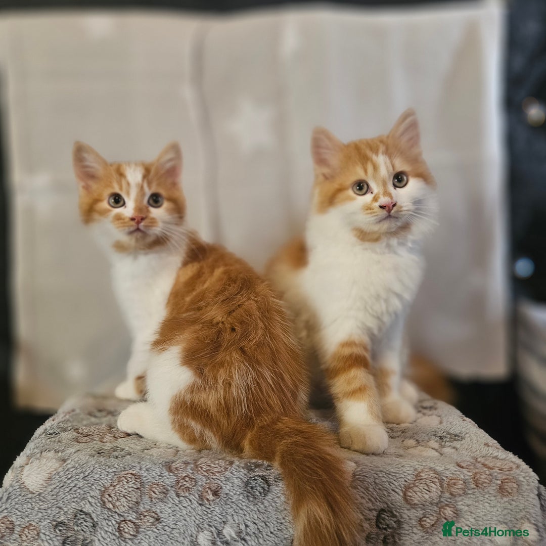 British Shorthair cats for sale: Ginger and white kittens  - Image 5