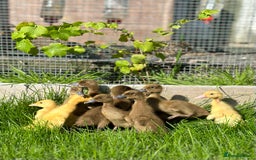 Ducks poultry for sale: Day old female ducklings  - Image 6