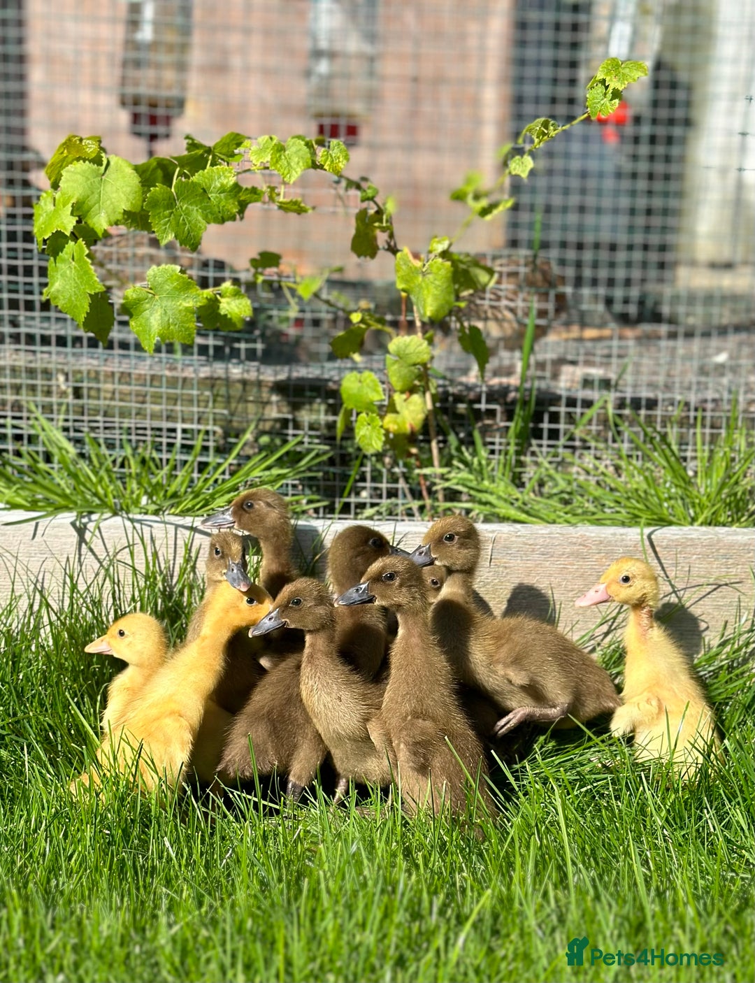 Ducks poultry for sale: Day old female ducklings  - Image 6