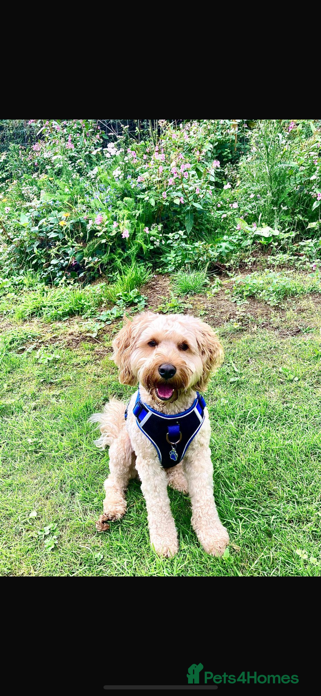 Schnoodle dogs for stud: Frankie available for stud. - Advert 1