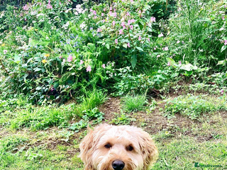 Schnoodle dogs Frankie available for stud. - Advert 19