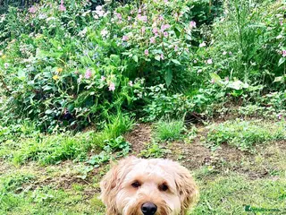 Schnoodle dogs Frankie available for stud. - Advert 1