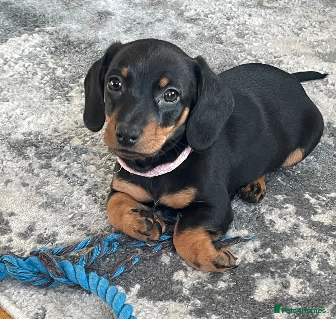 Dachshund dogs for sale: Dachshund puppies ready to leave  - Advert 17