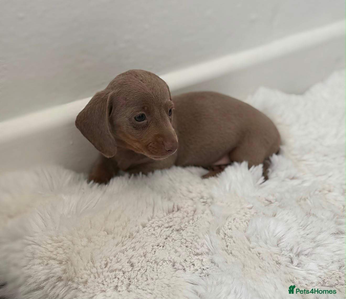 Miniature Dachshund dogs 3 stunning dachshund puppies  - Advert 2